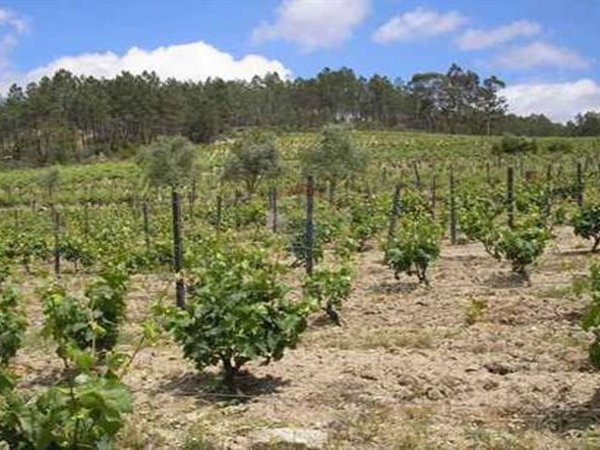 Terrain à Tondela, Portugal 28685m² No. 37340