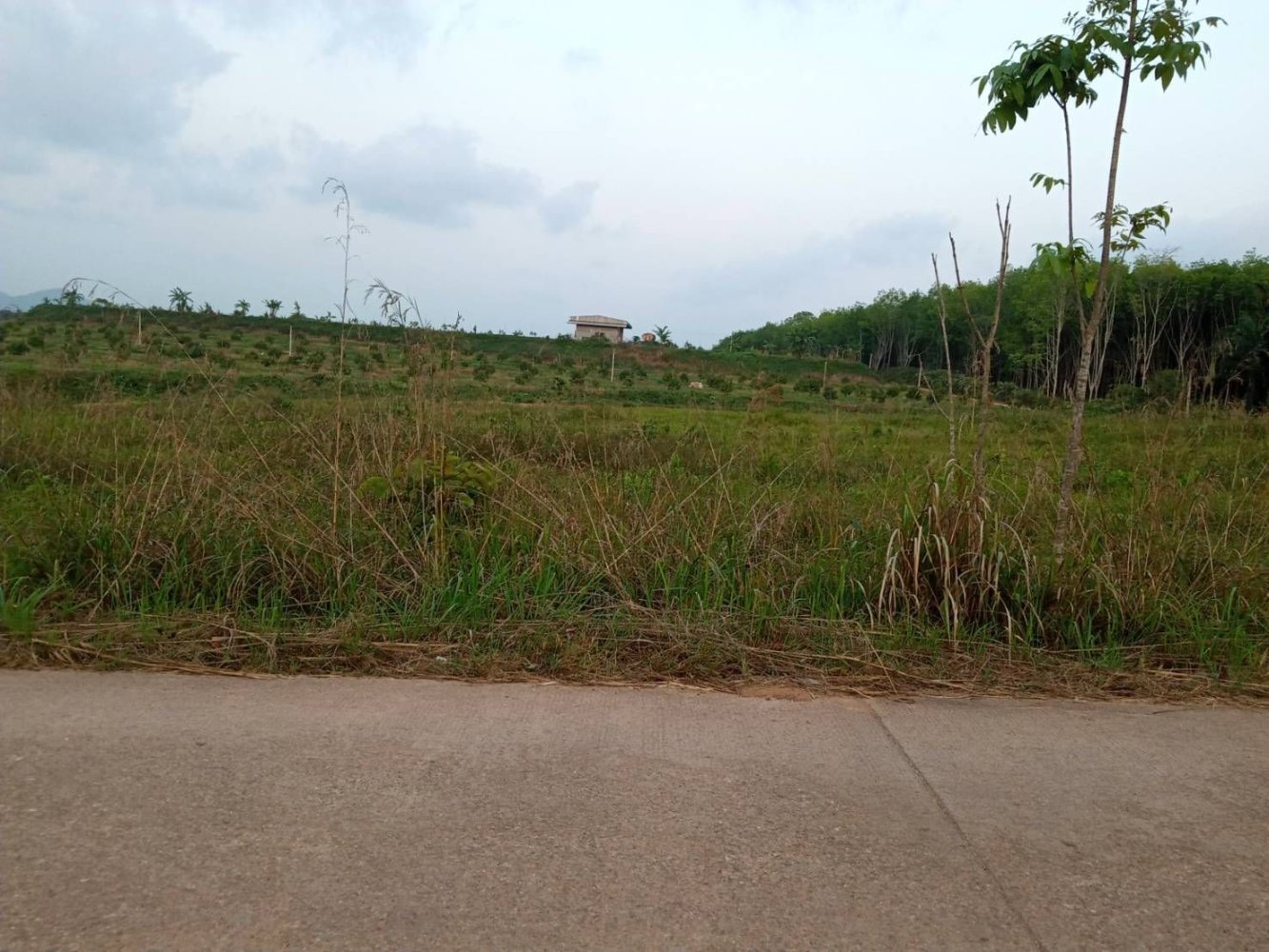 Terrain à Chumphon, Thailand 7916m² No. 75870