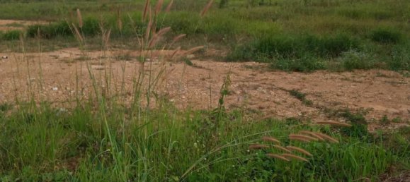 Grundstück in Chumphon, Thailand 7916m², Nr. 75870 5