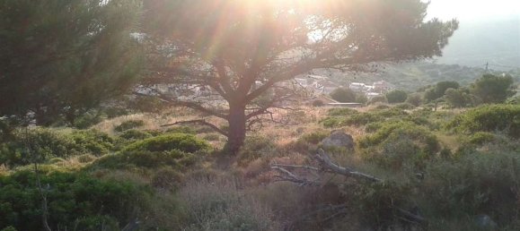 Terra em Zakynthos, Greece N.º 804 5