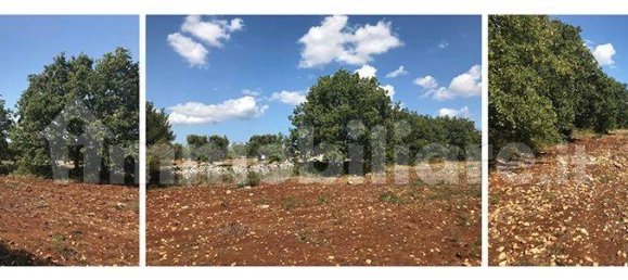 قطعة أرض في Carovigno, Italy 8300متر مربع رقم 153101 16