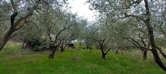 قطعة أرض في Civitella d'Agliano, Italy 3300متر مربع رقم 131724 11