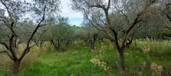 قطعة أرض في Civitella d'Agliano, Italy 3300متر مربع رقم 131724 8