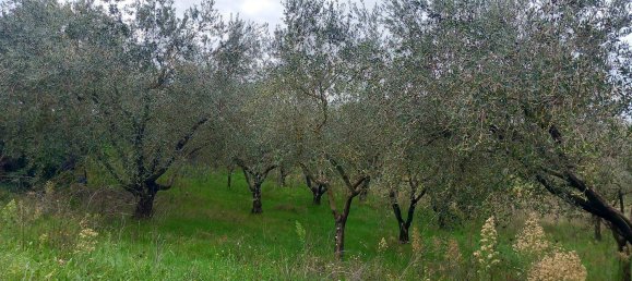 قطعة أرض في Civitella d'Agliano, Italy 3300متر مربع رقم 131724 27