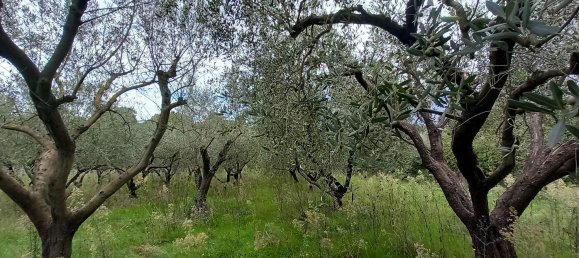 قطعة أرض في Civitella d'Agliano, Italy 3300متر مربع رقم 131724 13