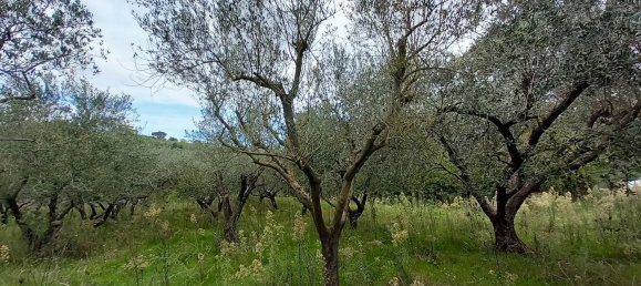 قطعة أرض في Civitella d'Agliano, Italy 3300متر مربع رقم 131724 9