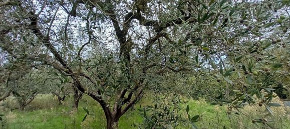 قطعة أرض في Civitella d'Agliano, Italy 3300متر مربع رقم 131724 6