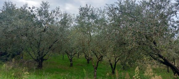 قطعة أرض في Civitella d'Agliano, Italy 3300متر مربع رقم 131724 25