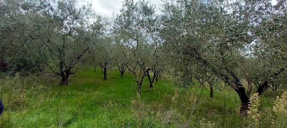 قطعة أرض في Civitella d'Agliano, Italy 3300متر مربع رقم 131724 3