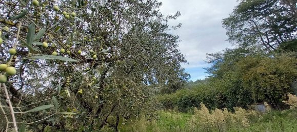 قطعة أرض في Civitella d'Agliano, Italy 3300متر مربع رقم 131724 5