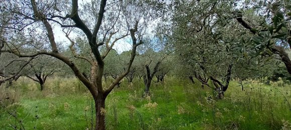 قطعة أرض في Civitella d'Agliano, Italy 3300متر مربع رقم 131724 14