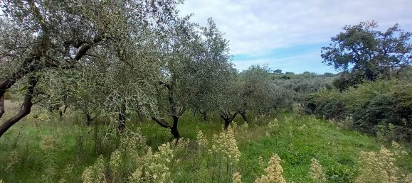 قطعة أرض في Civitella d'Agliano, Italy 3300متر مربع رقم 131724 16