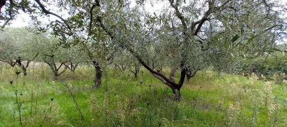 قطعة أرض في Civitella d'Agliano, Italy 3300متر مربع رقم 131724 15