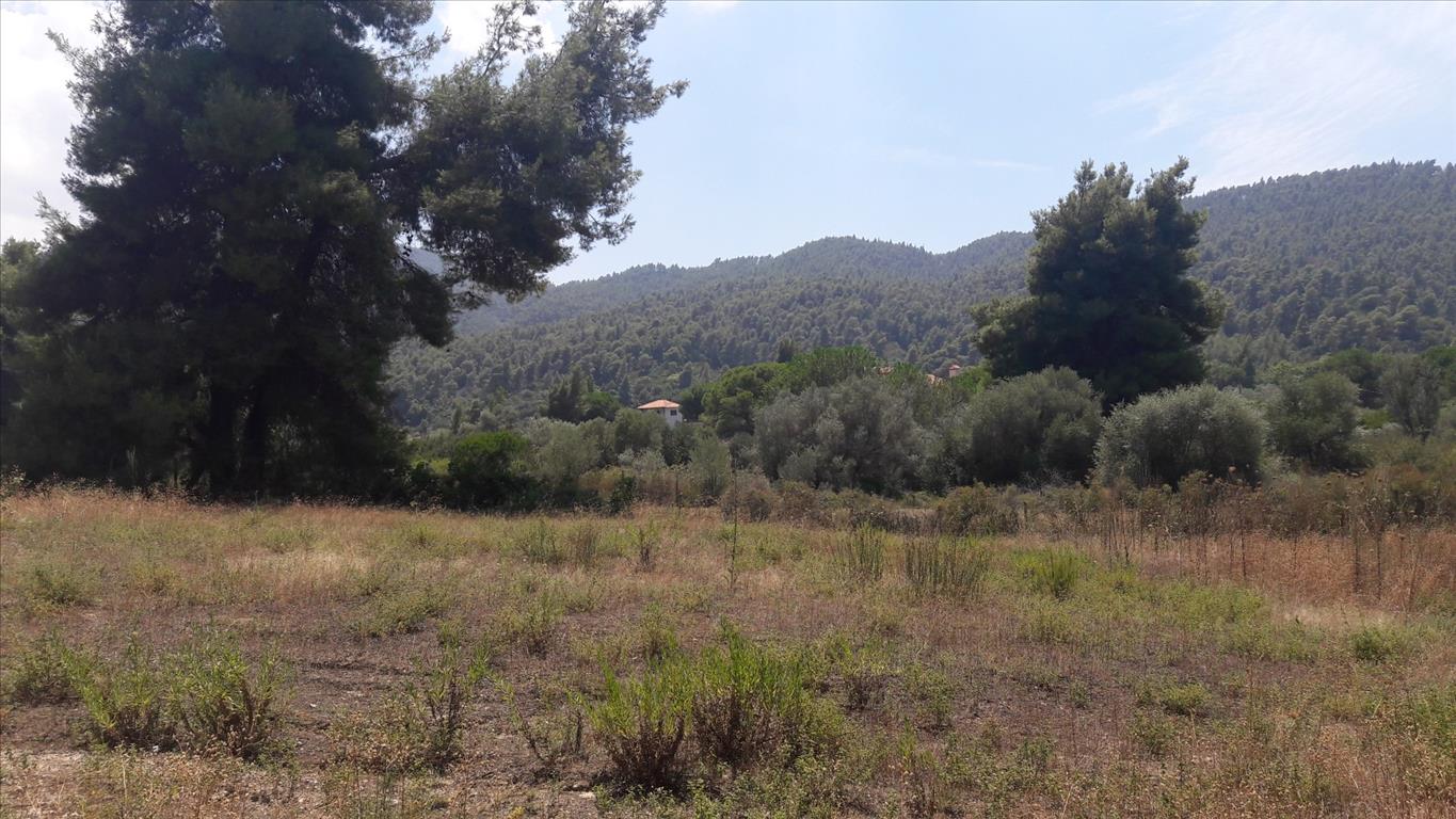  فندق في Chalkidiki, Greece 6013متر مربع رقم 6527