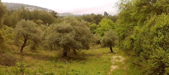 فندق في Thasos, Greece 4500متر مربع رقم 7882 4