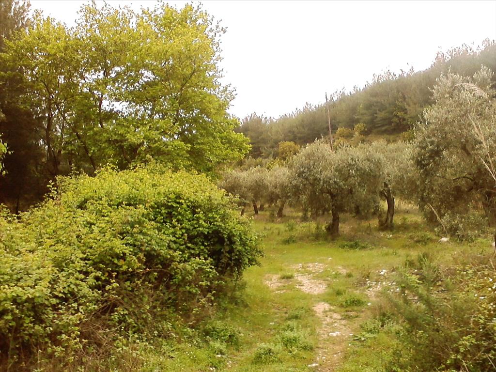 Hotel em Thasos, Greece 4500 m² N.º 7882