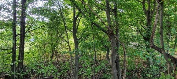  Land in Pressbaum, Austria No. 51580 15