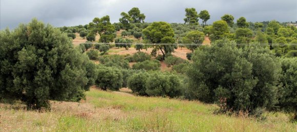 16500m² Hotel in Chalkidiki, Greece No. 7566 3