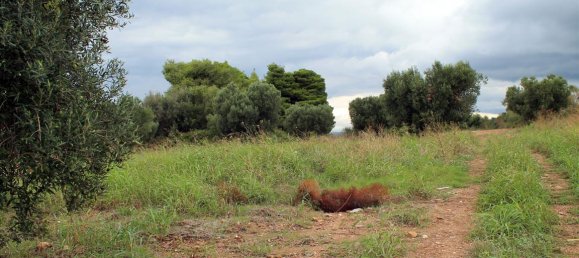 16500m² Hotel in Chalkidiki, Greece No. 7566 6