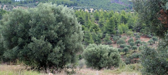 16500m² Hotel in Chalkidiki, Greece No. 7566 9