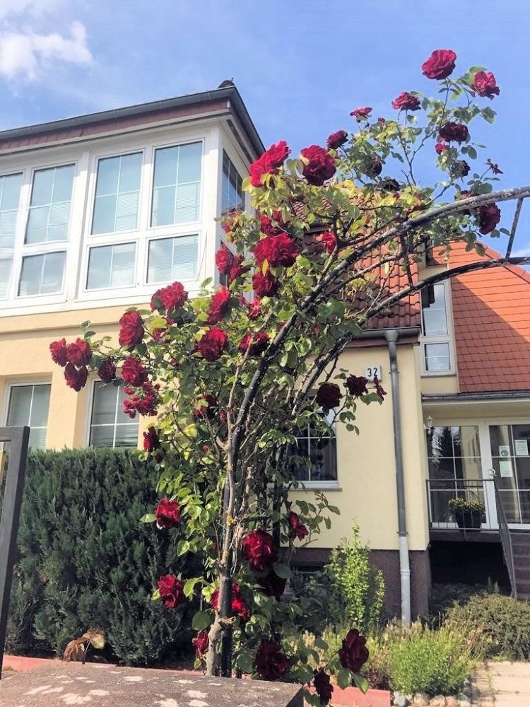 12-Zimmer Haus in Brandenburg, Germany, Nr. 51320