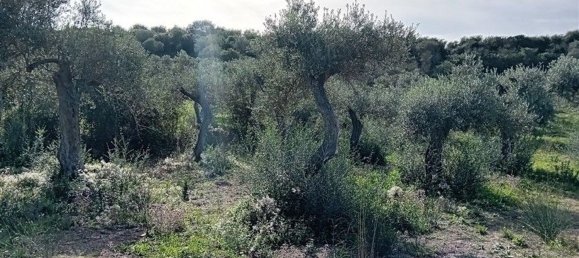  Land in Sorso, Italy No. 347979 3