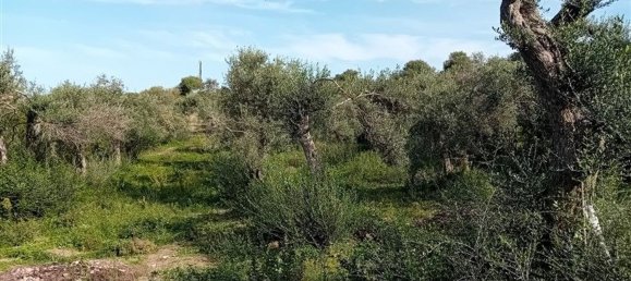 Land in Sorso, Italy No. 347979 13