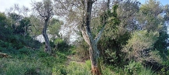  Land in Sorso, Italy No. 347979 10