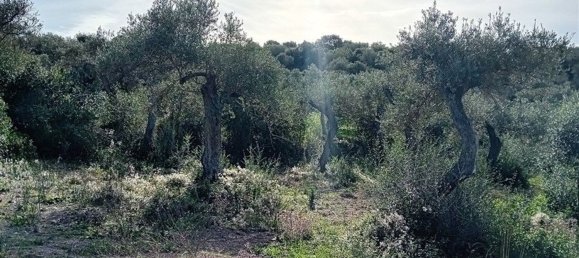  Land in Sorso, Italy No. 347979 4
