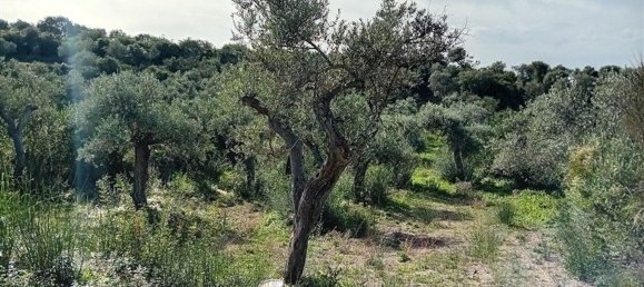  Land in Sorso, Italy No. 347979 2