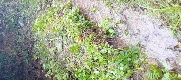  Land in Sorso, Italy No. 347979 19