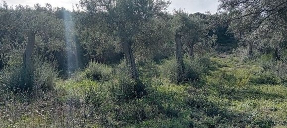  Land in Sorso, Italy No. 347979 7