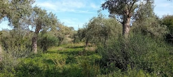  Land in Sorso, Italy No. 347979 9