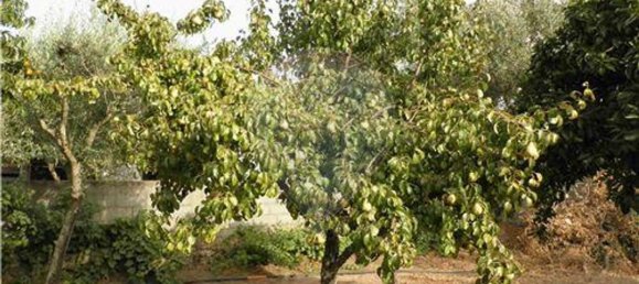 9 bedrooms House in Salgueiro do Campo, Portugal No. 63147 4