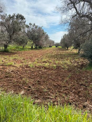 8000m² Land in San Vito dei Normanni, Italy No. 293522