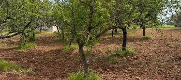 8000m² Land in San Vito dei Normanni, Italy No. 293522 4