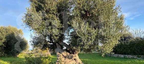 3 rooms Villa in Polignano a Mare, Italy No. 157998 45