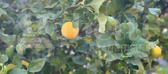 3 rooms Villa in Polignano a Mare, Italy No. 157998 49