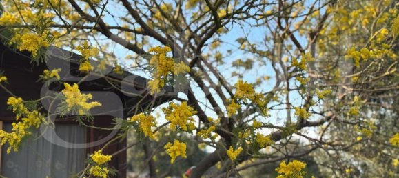 3 rooms Villa in Polignano a Mare, Italy No. 157998 48