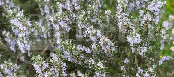 3 rooms Villa in Polignano a Mare, Italy No. 157998 47