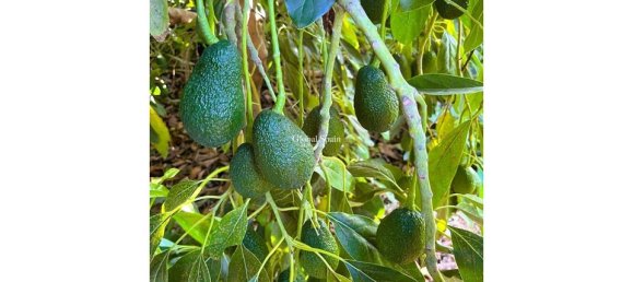 Terreno em Pego, Spain N.º 189103 8