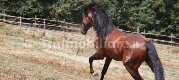 22 bedrooms House in Reggello, Italy No. 188347 11