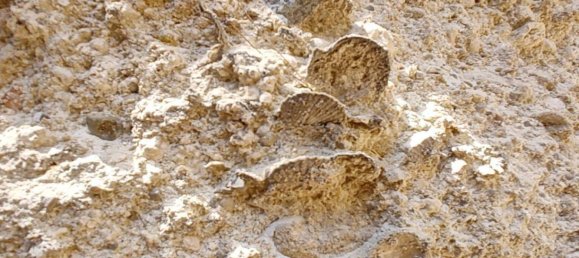 1 Schlafzimmer Haus in Favignana, Italy, Nr. 308734 27