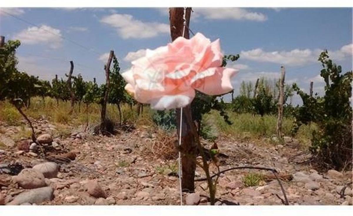  Land in Mendoza, Argentina No. 39789