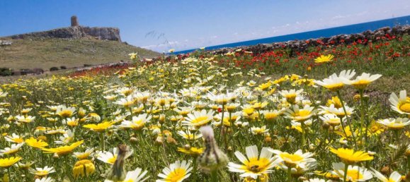 7100m² Land in Casarano, Italy No. 260095 11