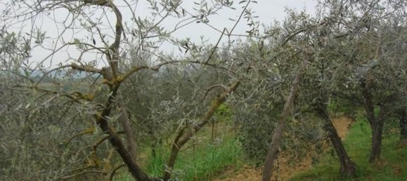 6000m² Land in Colle di Val d'Elsa, Italy No. 183119 10