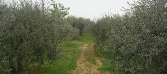 6000m² Land in Colle di Val d'Elsa, Italy No. 183119 7