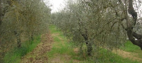6000m² Land in Colle di Val d'Elsa, Italy No. 183119 9