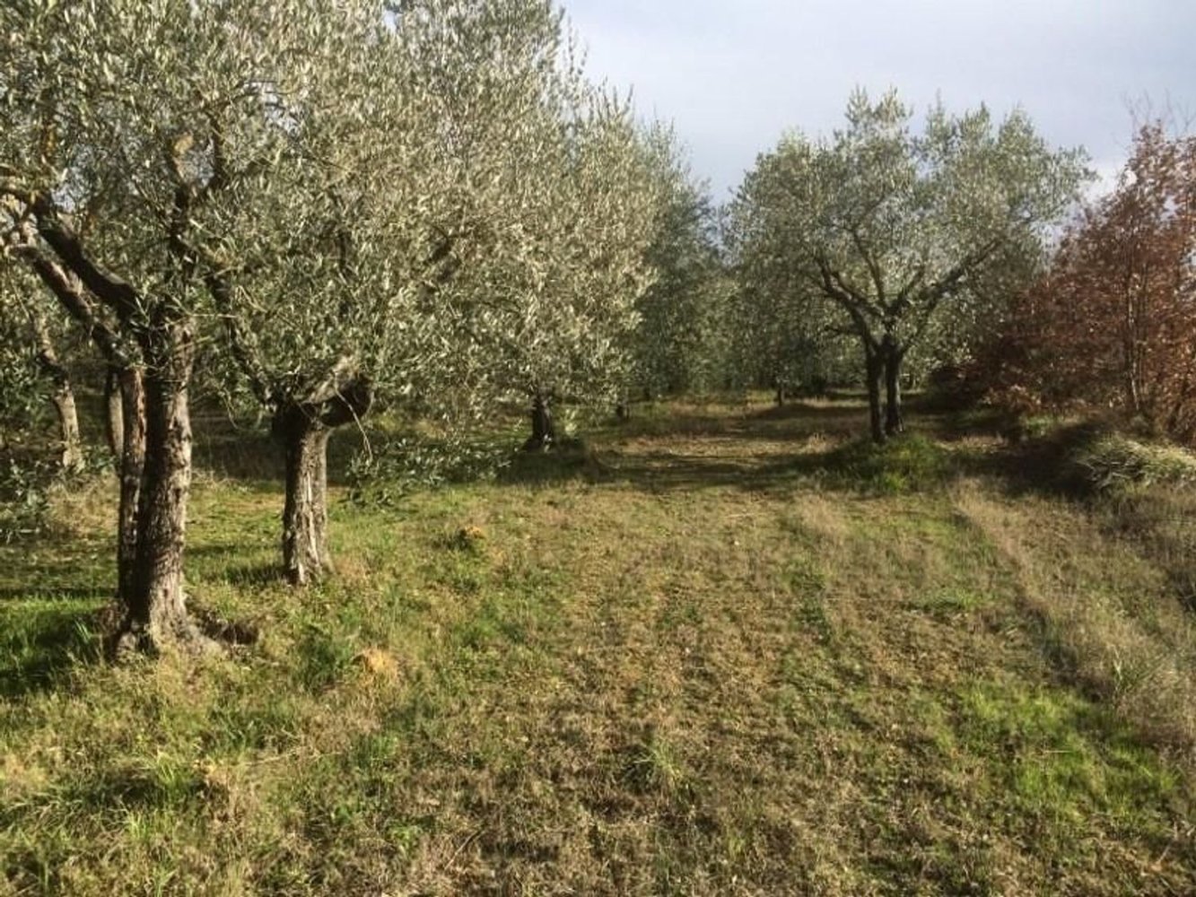 6000m² Land in Colle di Val d'Elsa, Italy No. 183119