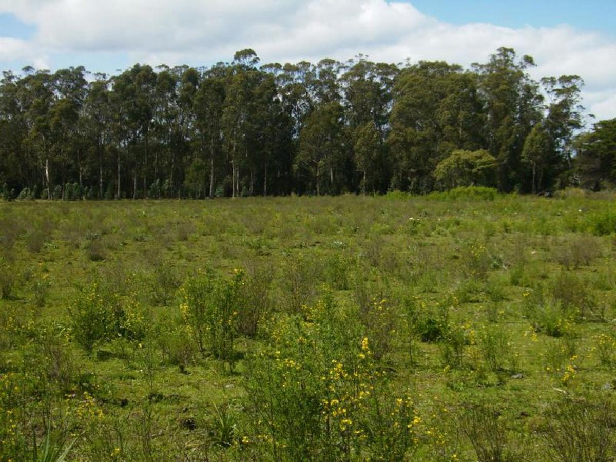 15m² Farm in Maldonado, Uruguay No. 15516